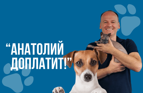 🔥"Анатолий доплатит!" Кастрация, стерилизация от 60р, вакцинация, обрезка когтей, чистка зубов от 8р в "ВеТеТа клиник"